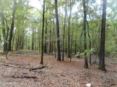 24 Acres of Hardwood Land