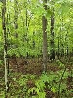 Land Near Au Sable River