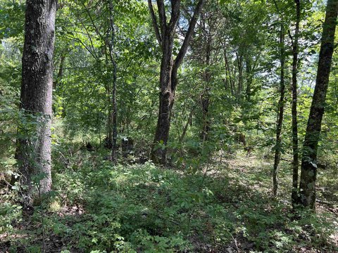 Land with Mature Trees