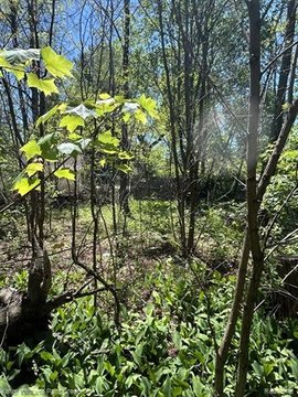 LAND - Mills Twp, MI