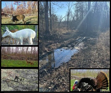 Secluded Wooded Acreage For Hunting