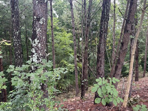 LAND - Cleveland, TN