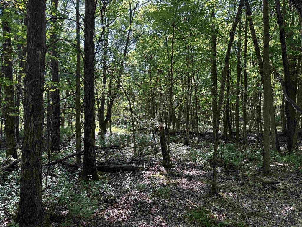 Picture 36