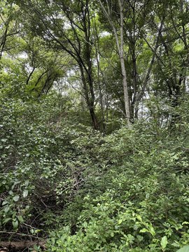 Land, Williamsburg, WV