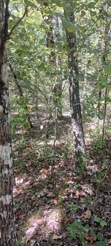 Wooded Land Near Bull Shoals
