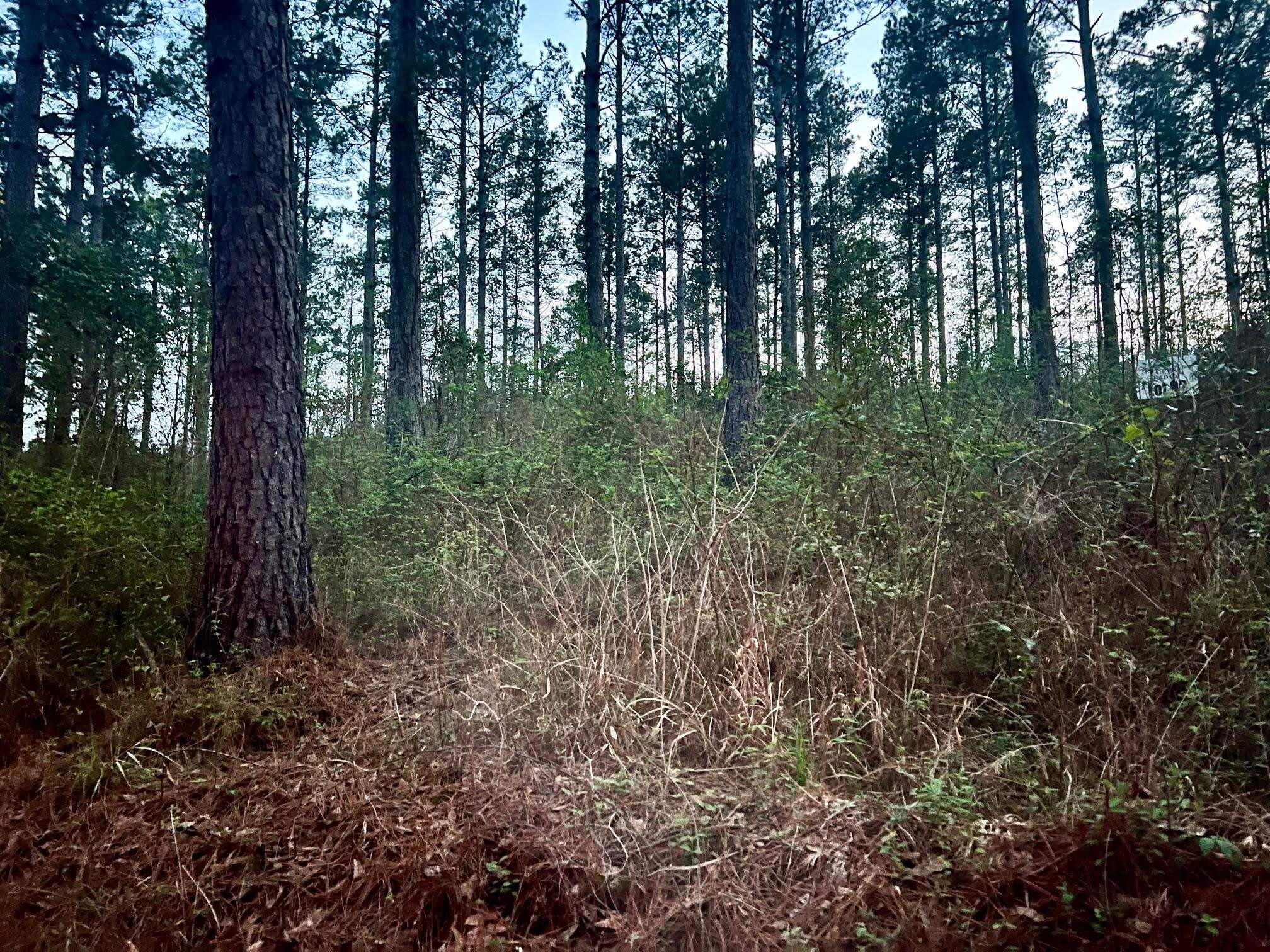 East Texas Hunting Land