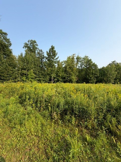 Picture 21