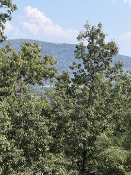 Land, Roanoke, VA