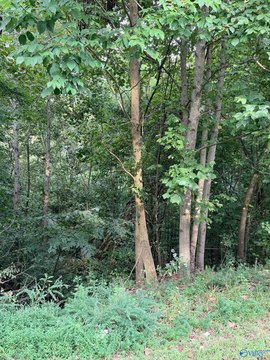 Land, Scottsboro, AL