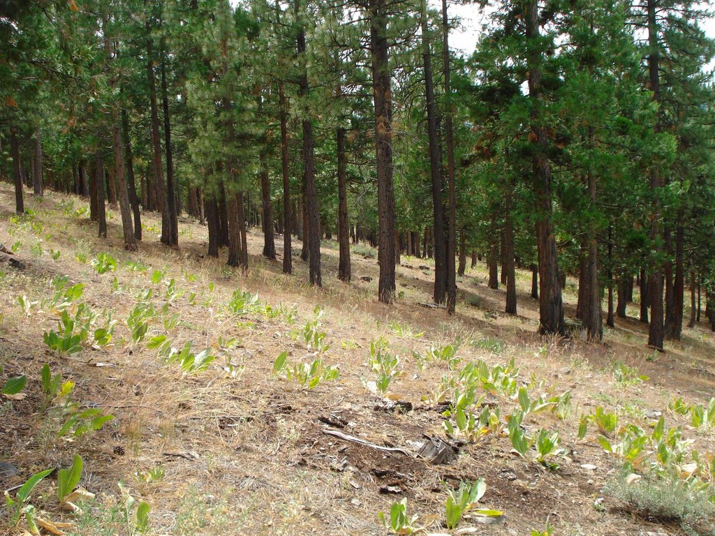 Picture 5