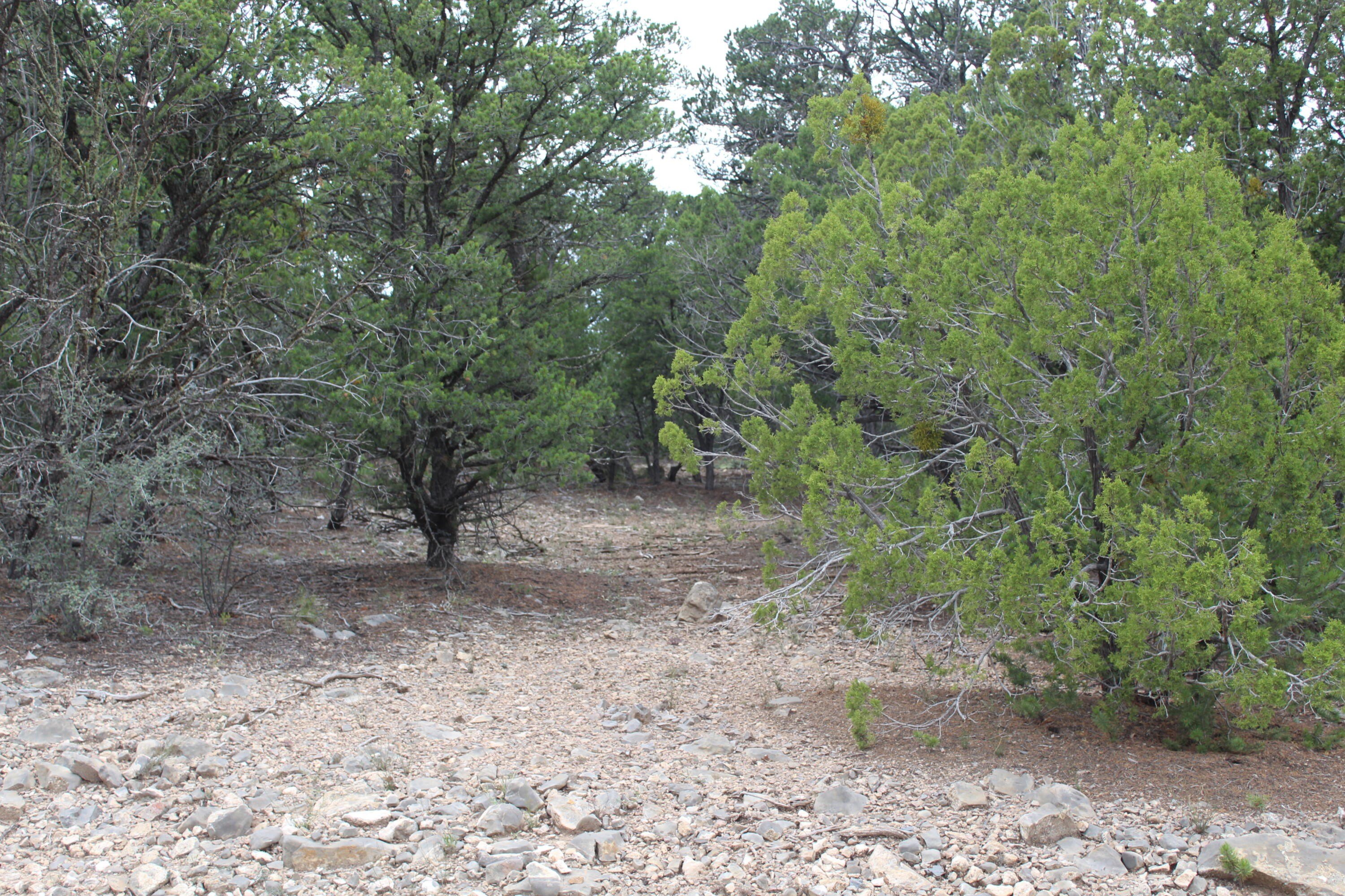 Wooded Land in Tijeras, NM