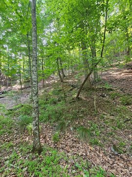 LAND - Jasper, GA