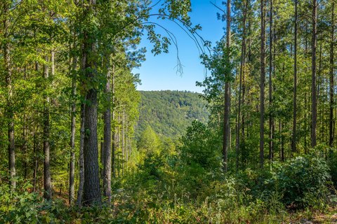 Land, Guild, TN