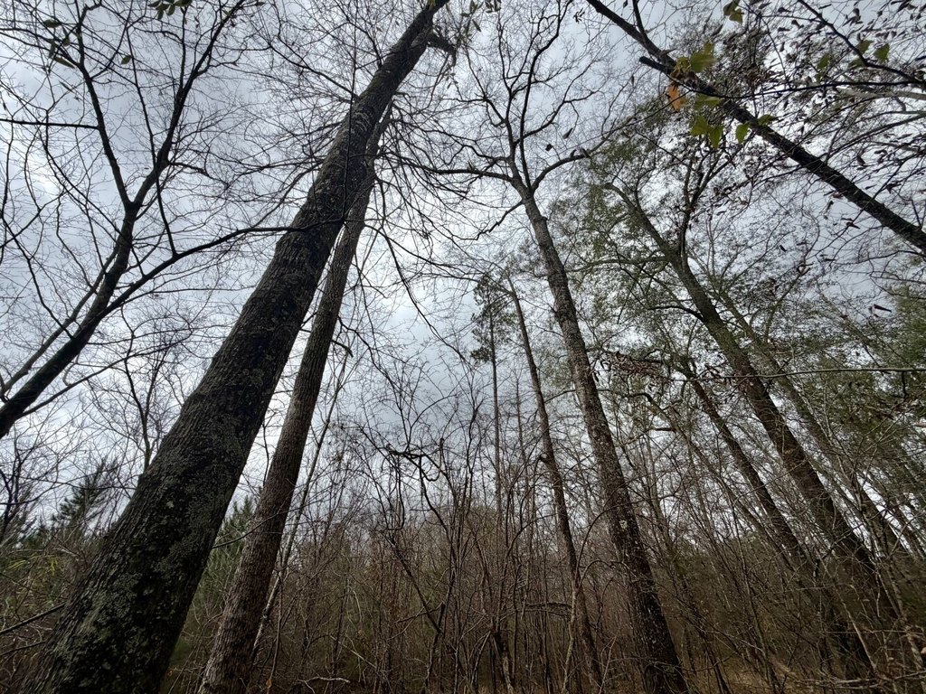 Picture 38
