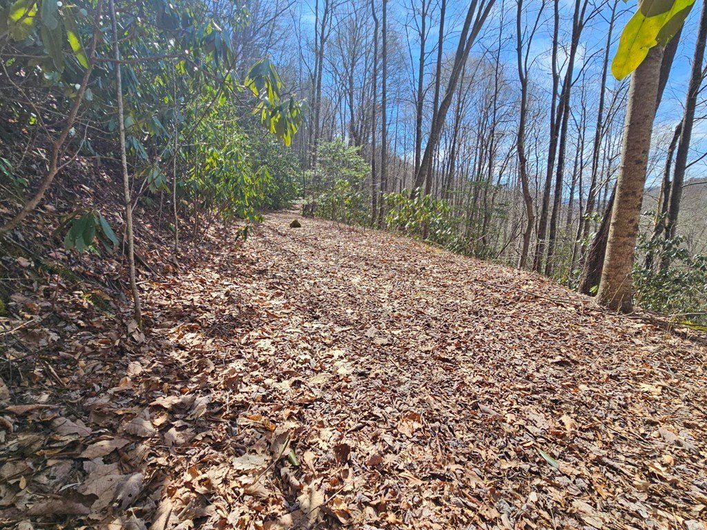 Picture 8