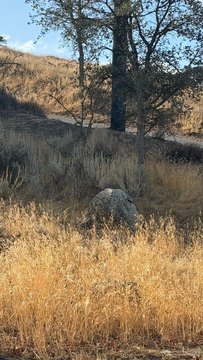 Land, Tehachapi, CA