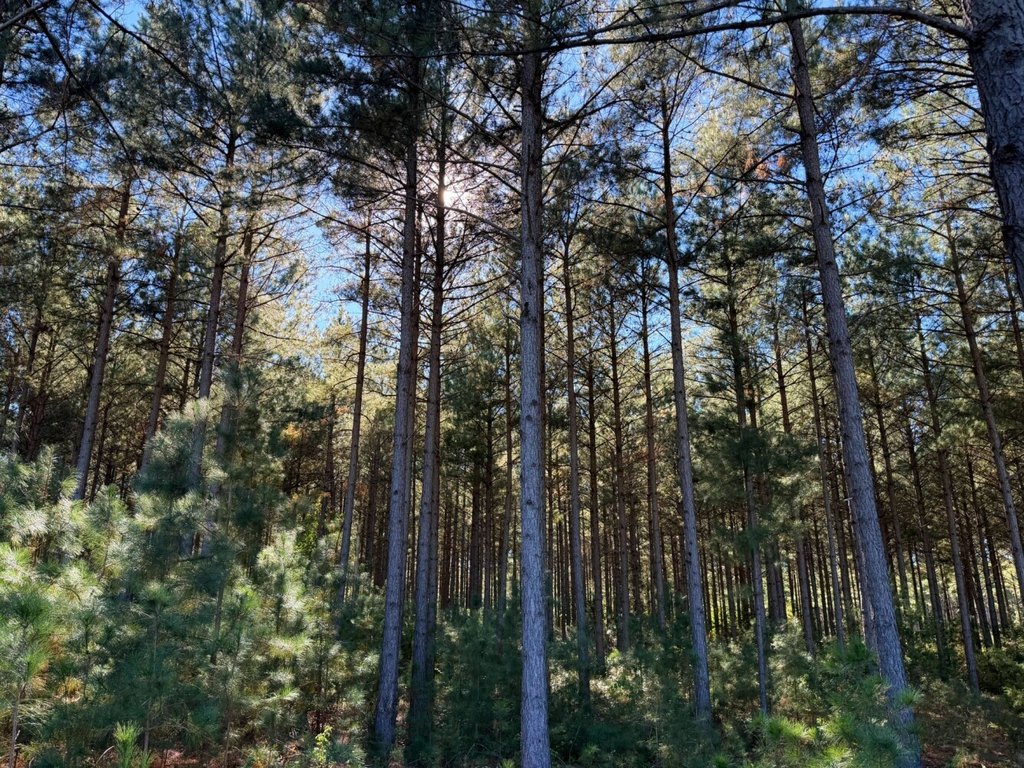 Picture 4