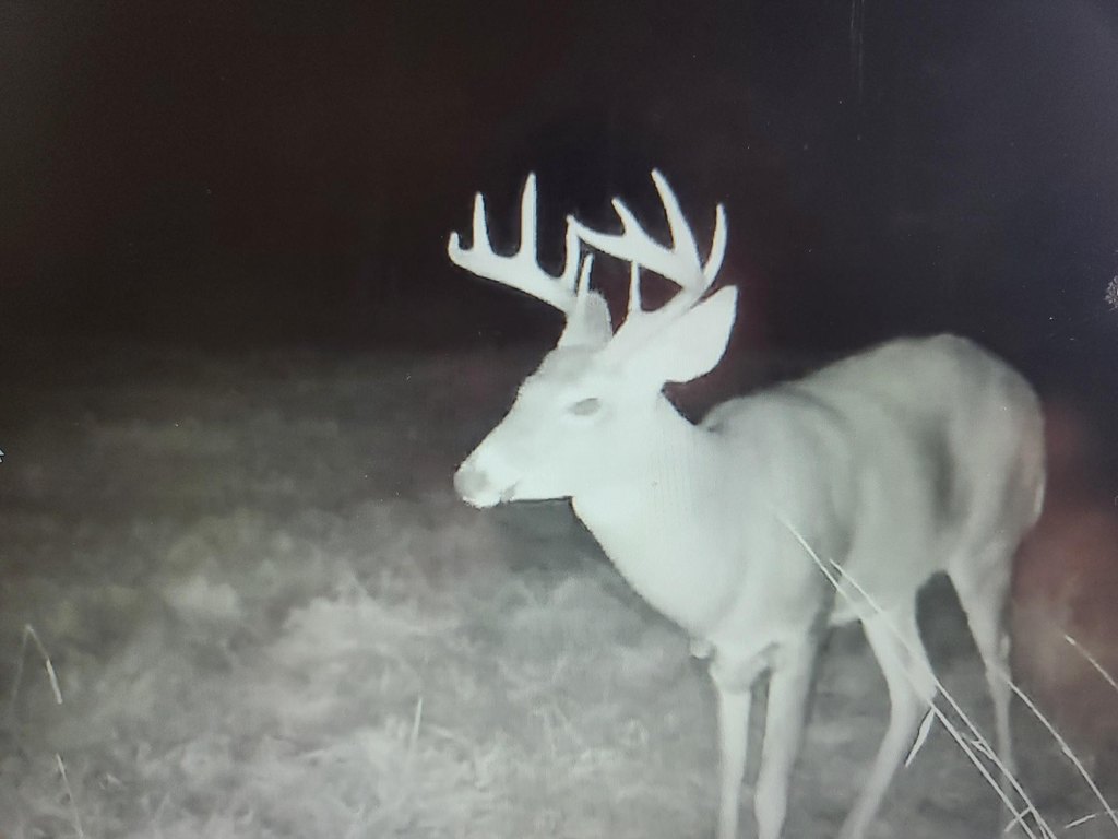 Picture 12