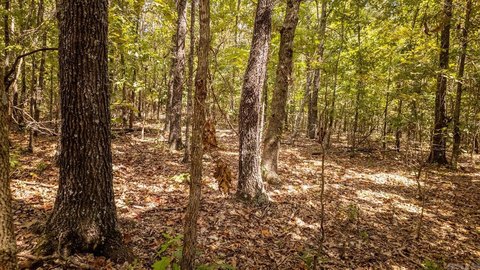 Ozark Hunting Land For Sale