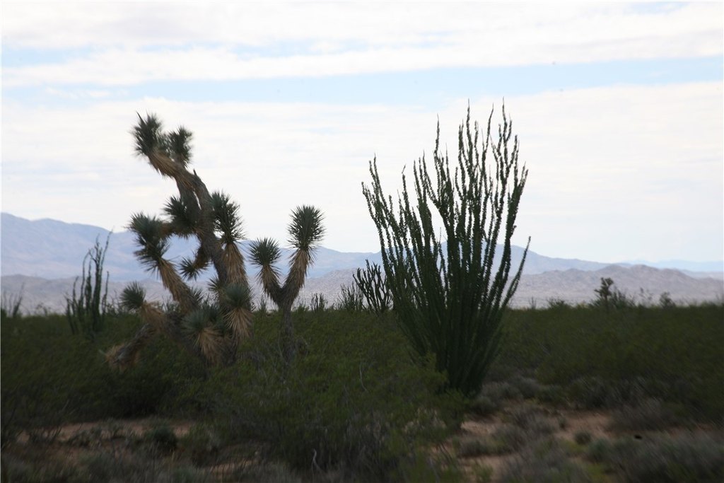 Picture 44