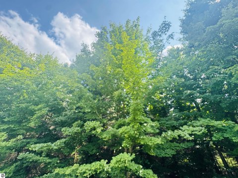 Wooded Residential Land Parcel