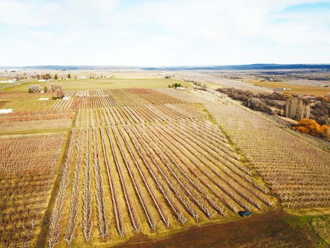 Mesa, WA Orchard with Views