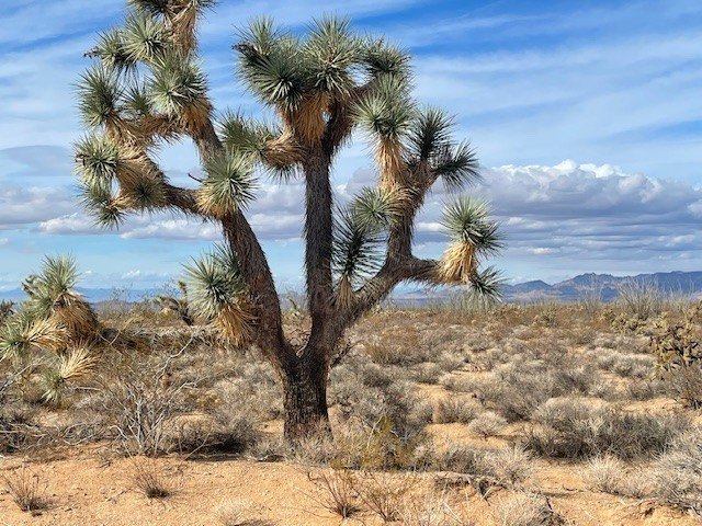 40 Acre Ranch Oasis