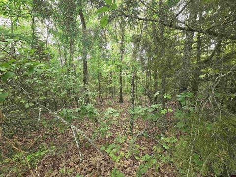 Salesville Land Near Lake Norfork