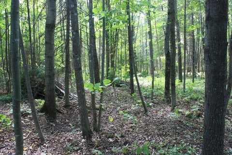 Heavily Wooded Recreation Land Lot