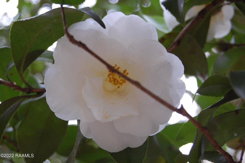 Picture 8