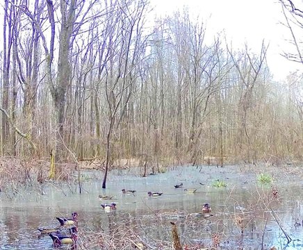 Quitman County Hunting Land