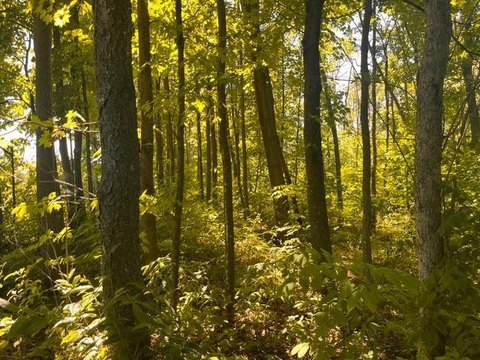 LAND - Woodville, WI