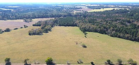 Grapeland Cattle Ranch with Pastureland