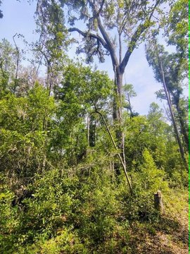 Wooded Acreage Near Suwannee River
