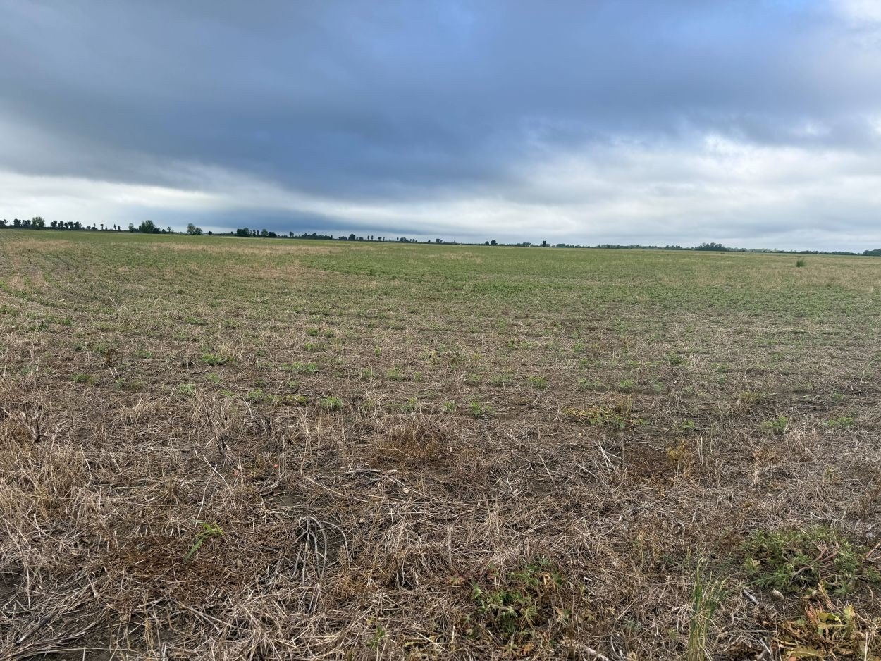 Tillable Cropland in Hayti, Missouri