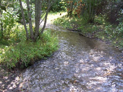Waterfront Timberland with Creek