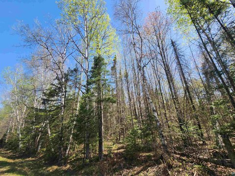 Wooded Acreage Near Brule River