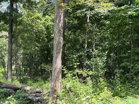 Wooded Acreage in Mammoth Spring