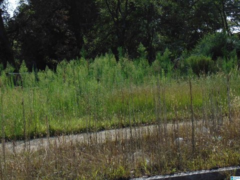 Commercially Zoned Land Lot