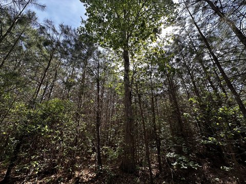 Wooded Acreage Near Chesapeake Bay