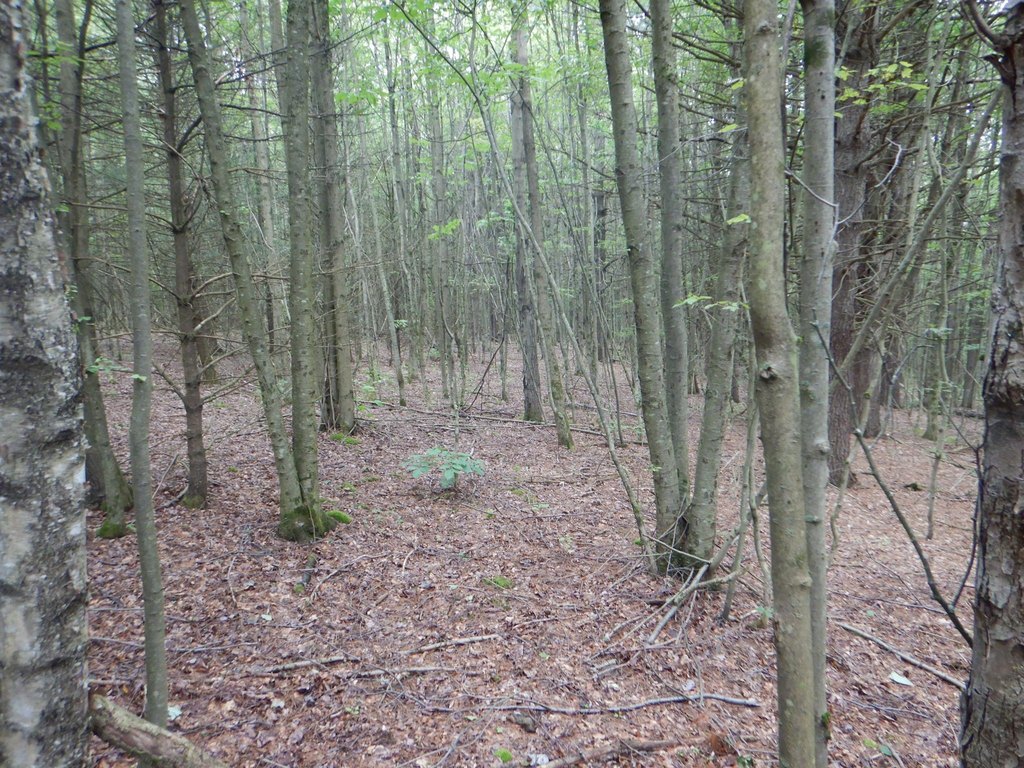 Picture 33