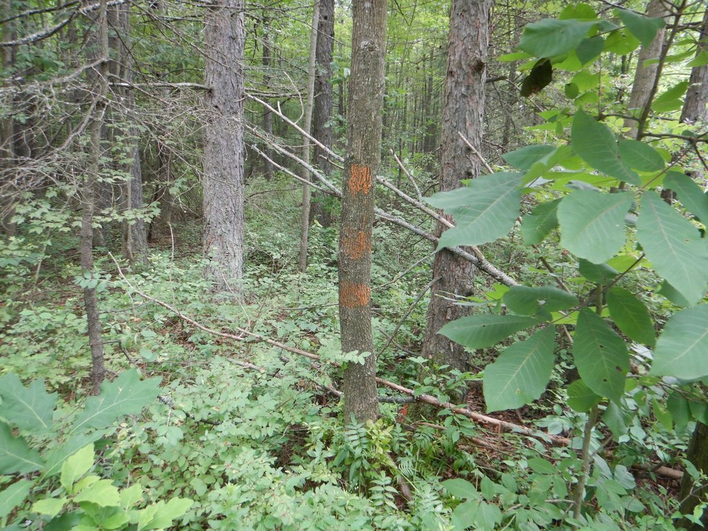 Picture 31