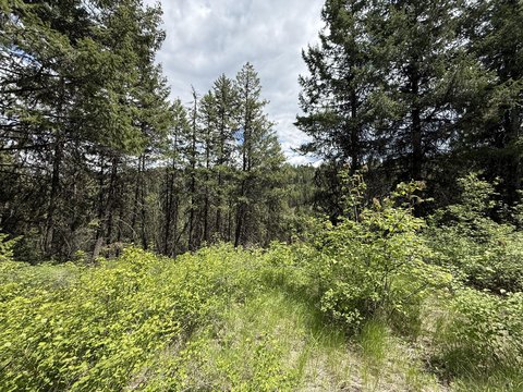 Timbered Recreational Land Parcel
