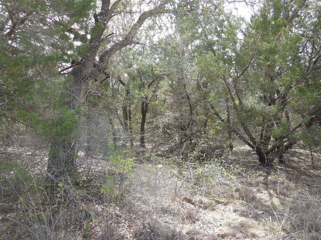 Picture 8