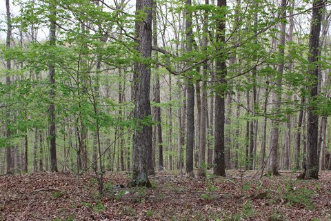 LAND - Eddyville, KY