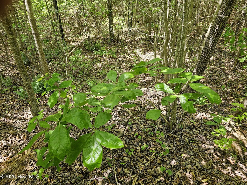 Picture 17