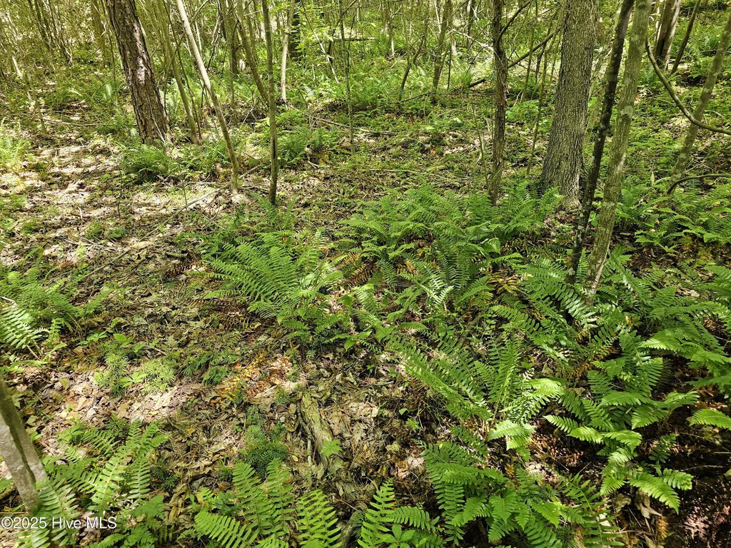 Picture 15