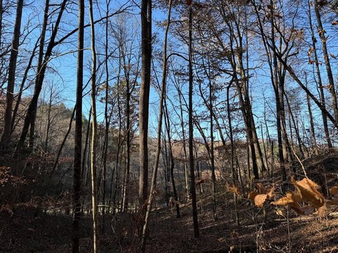 Wooded Acreage Near Blue Ridge