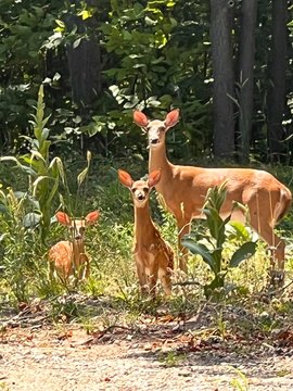 Wooded Land Ready for Development