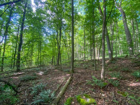 Wooded Recreational Land